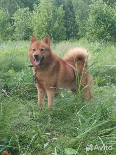 Вязка финский шпиц