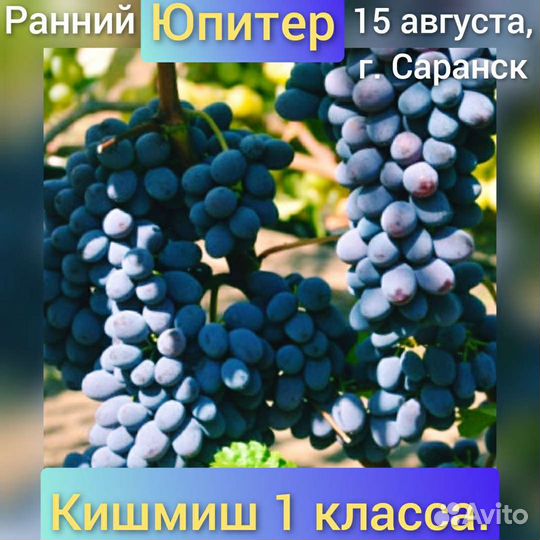 Черенки и саженцы винограда