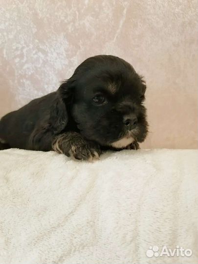 Кокер спаниель