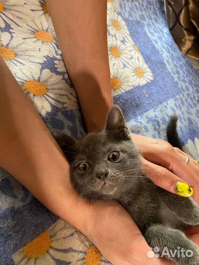 Котёнок британец в добрые руки