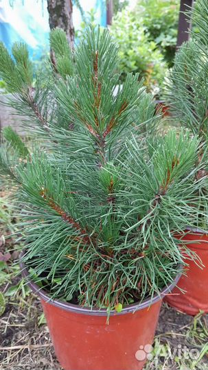 Сосна горная