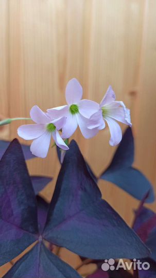 Кислица (оксалис)