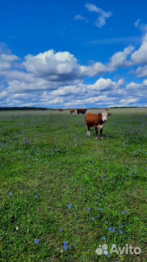 Телки герефордской породы класса класса элита и эл