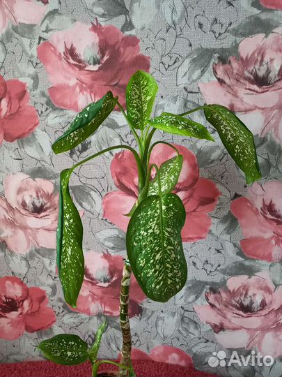 Диффенбахия