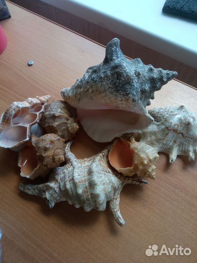 Ракушки морские