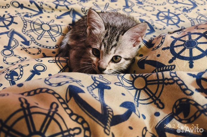 Котенок мальчик серый