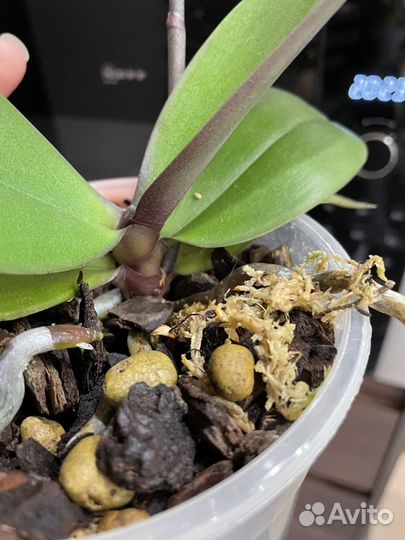 Орхидея фаленопсис Амадоро