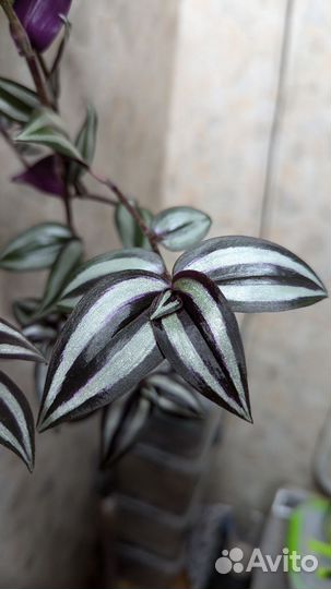 Традесканция