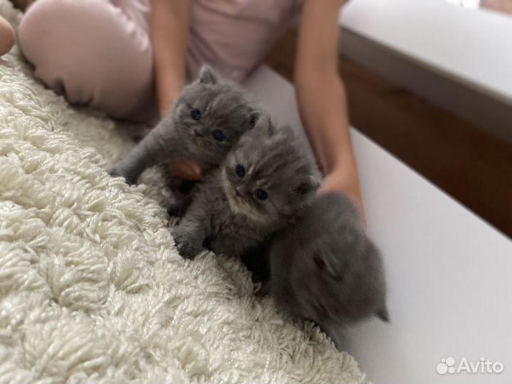 Британские котята
