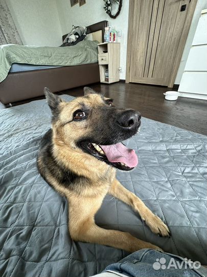 Собака улыбака в добрые руки