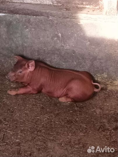 Поросята дюрок