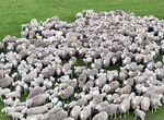 Овцы (ягнята) ташлинская порода и порода тексель