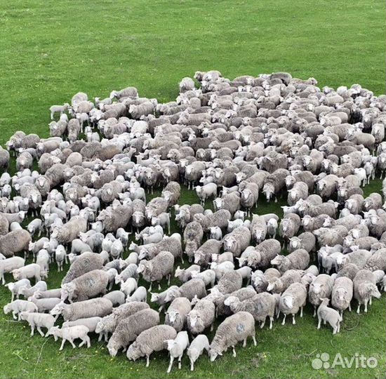 Овцы (ягнята) ташлинская порода и порода тексель