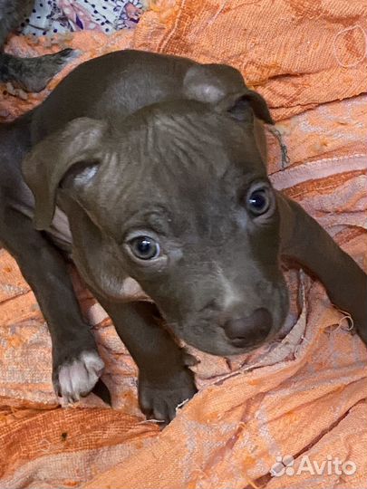 Щенки питбуля