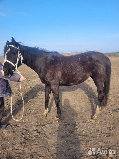 Чистокровные кобылы