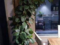 Уход за комнатными растениями в офисе