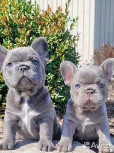 Французский бульдог щенки