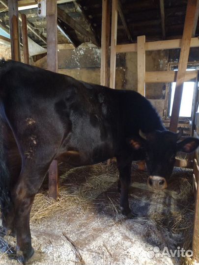 Корова дойная с теленком