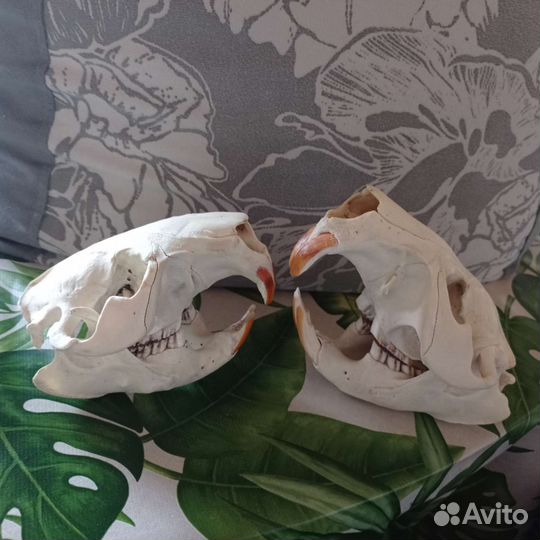 Череп животного