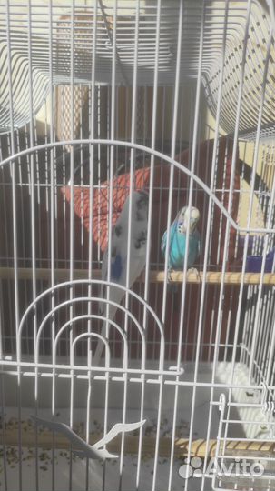 Волнистые попугаи с клеткой