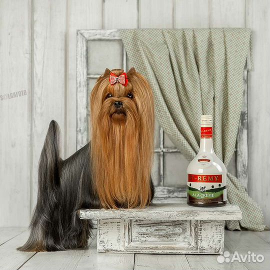 Приглашаем на вязку