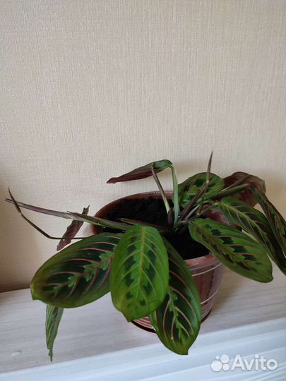 Маранта триколор