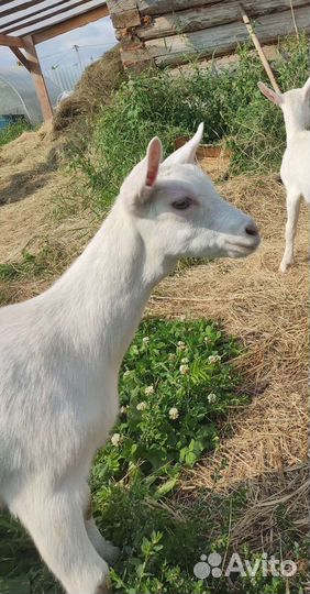 Чистопородные зааненские козочки