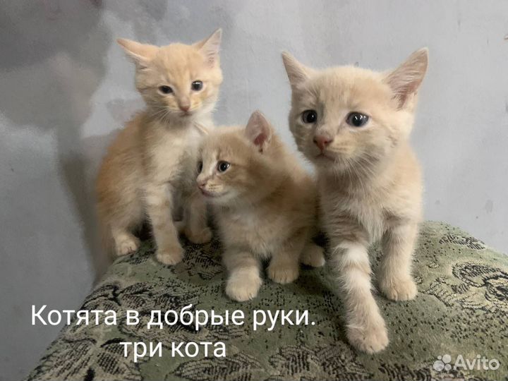 Кошка в дар