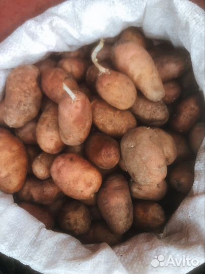 Картошка семенная