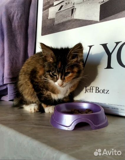 Котёнок девочка