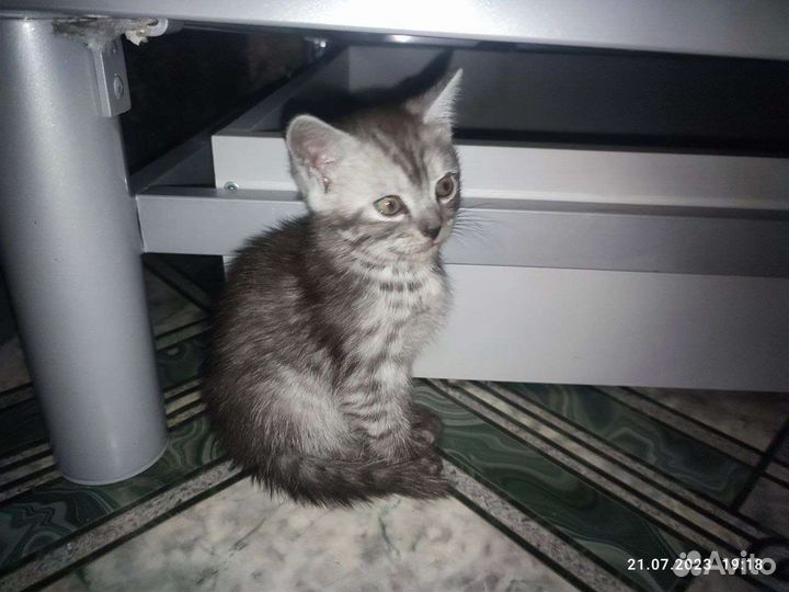 Отдам бесплатно котят