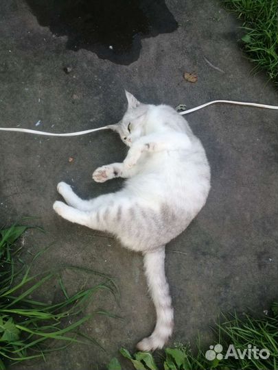 Британская