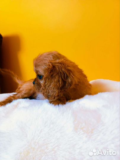 Спаниель королевский ккчс