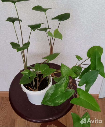 Сингониум, цветы