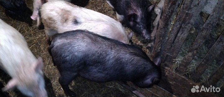 Поросята