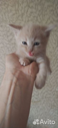 Британская