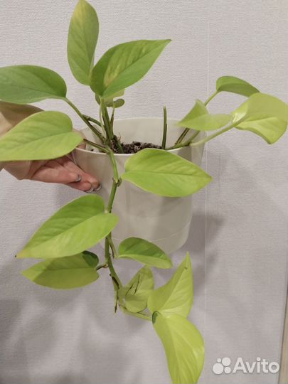 Комнатные цветы вьюн