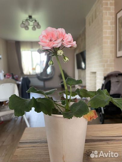 Пеларгония Rosebud Astrid