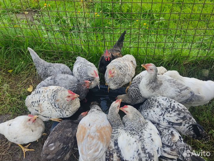Молодые петушки 3 месяца