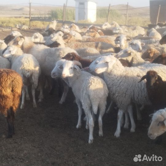 Баран ягнята