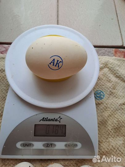 Инкубационное яйцо утиное ст5, ск6, гусиное