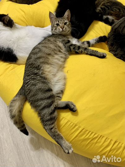 Кошечка Чейси в дар