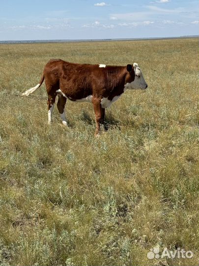 Телята телка