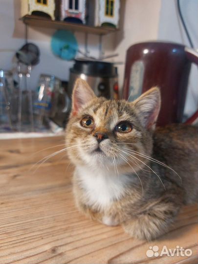 Котенок красивый