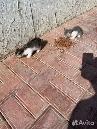 Кошки в добрые руки бесплатно