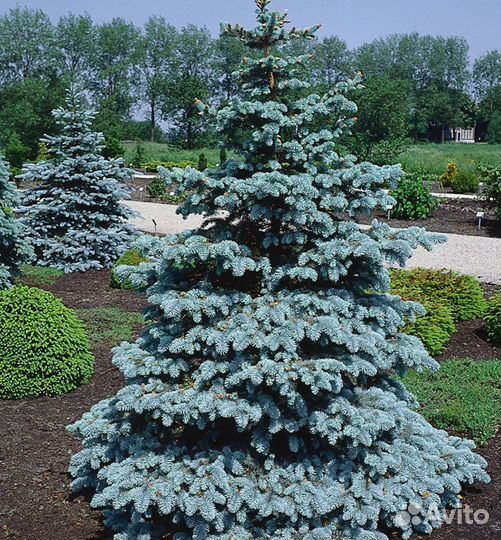 Продам Ель Hoopsii 35-40см