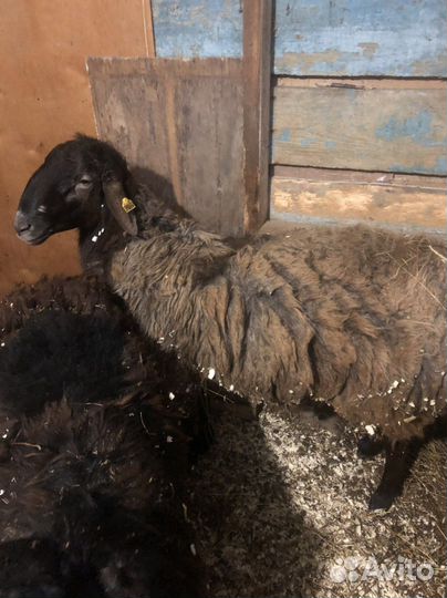 Курдючный баран на племя