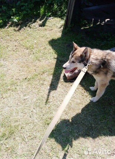 Собака в добрые руки хаски