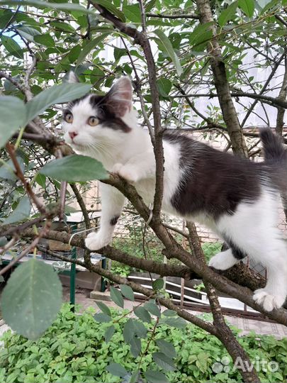 Котенок в дар бесплатно