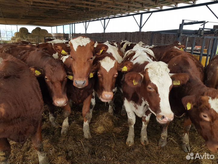 Молоко и продукция от Айрширских коров - доставка